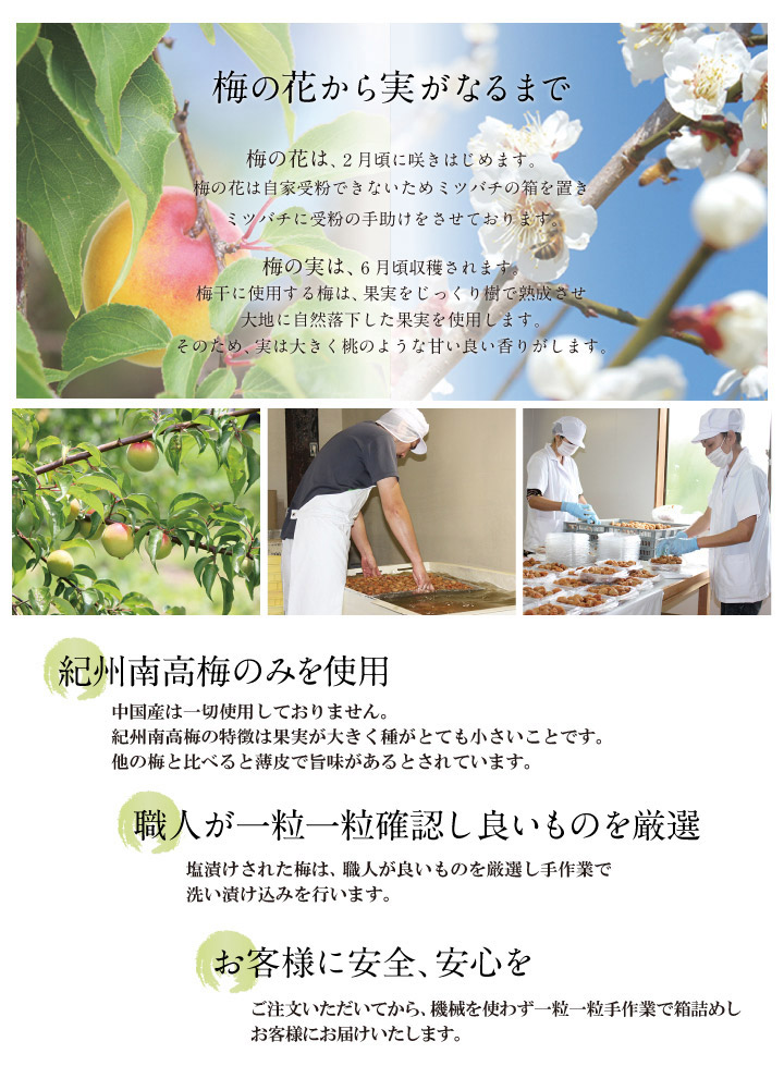 紀州南高梅