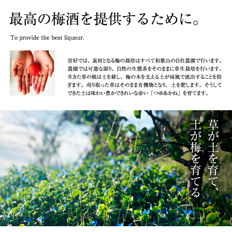 梅酒,お酒,MIYAYOSHI,宮好,露茜,和歌山